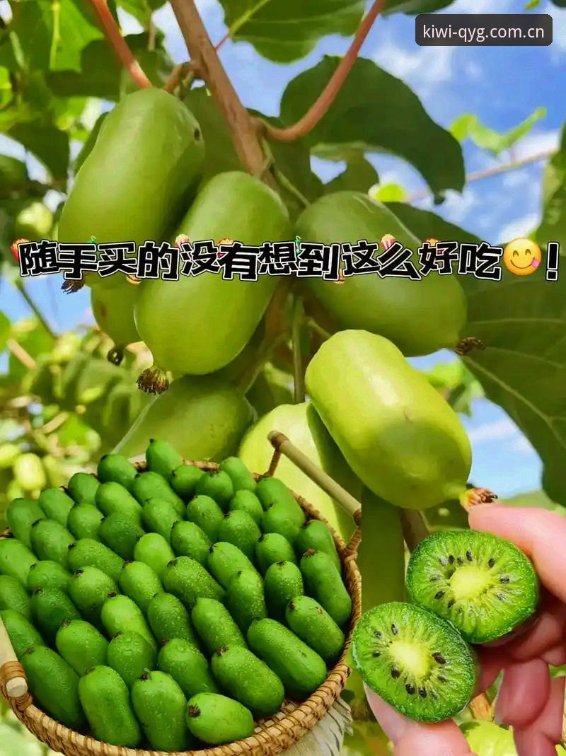 奇异果体育安卓版下载 奇异果体育安卓版下载全流程深度解析:从安装到更新的实用指南
