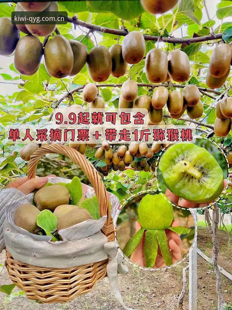 奇异果体育如何为你开启体育乐趣的无限可能？